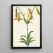 Lis du Canada Lilium canadense - Mary Vaux Walcott — gerahmtes Bild an der Wand