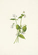 Violette du Canada Viola canadensis - Mary Vaux Walcott — Ansicht des Kunstwerks