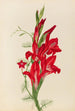 Cannas und Ipomée Canna-Arten und Ipomoea quamoclit - Mary Vaux Walcott — Ansicht des Kunstwerks