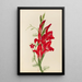 Cannas und Ipomée Canna-Arten und Ipomoea quamoclit - Mary Vaux Walcott — gerahmtes Bild an der Wand