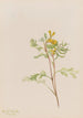 Capnoides aureum - Mary Vaux Walcott — Ansicht des Kunstwerks
