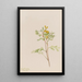 Capnoides aureum - Mary Vaux Walcott — gerahmtes Bild an der Wand