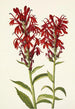 Lobélie écarlate Lobelia cardinalis - Mary Vaux Walcott — Ansicht des Kunstwerks