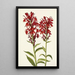 Lobélie écarlate Lobelia cardinalis - Mary Vaux Walcott — gerahmtes Bild an der Wand