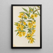 Jasmin de Caroline Gelsemium sempervirens - Mary Vaux Walcott — gerahmtes Bild an der Wand