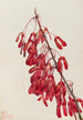Ahorn von Caroline Acer carolinianum - Mary Vaux Walcott — Ansicht des Kunstwerks