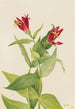 Spigélie du Maryland Spigelia marylandica - Mary Vaux Walcott — Ansicht des Kunstwerks