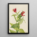 Spigélie du Maryland Spigelia marylandica - Mary Vaux Walcott — gerahmtes Bild an der Wand
