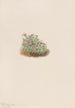 Silène acaule Silene acaulis - Mary Vaux Walcott — Ansicht des Kunstwerks