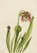 Sarracénie de Catesby Sarracenia catesaei - Mary Vaux Walcott — Ansicht des Kunstwerks
