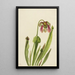 Sarracénie de Catesby Sarracenia catesaei - Mary Vaux Walcott — gerahmtes Bild an der Wand