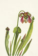Sarracénie de Catesby Sarracenia catesbaei - Mary Vaux Walcott — Ansicht des Kunstwerks
