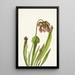 Sarracénie de Catesby Sarracenia catesbaei - Mary Vaux Walcott — gerahmtes Bild an der Wand
