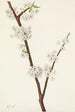 Prunier Chickasaw Prunus angustifolia - Mary Vaux Walcott — Ansicht des Kunstwerks