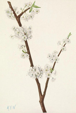Mary Vaux Walcott - Chickasaw Plum Prunus angustifolia.webp