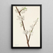 Prunier Chickasaw Prunus angustifolia - Mary Vaux Walcott — gerahmtes Bild an der Wand