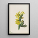 Cholla Opuntia whipplei - Mary Vaux Walcott — gerahmtes Bild an der Wand