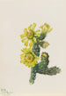 Cholla Opuntia whipplei - Mary Vaux Walcott — Ansicht des Kunstwerks
