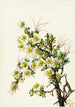 Cliffrose Cowania stanshuriana - Mary Vaux Walcott — Ansicht des Kunstwerks
