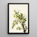 Cliffrose Cowania stanshuriana - Mary Vaux Walcott — gerahmtes Bild an der Wand