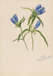 Gentiane geschlossen Gentiana andrewskii - Mary Vaux Walcott — Ansicht des Kunstwerks