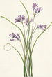 Clusterlily Hookera pauciflora - Mary Vaux Walcott — Ansicht des Kunstwerks