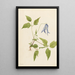 Clématite de Columbia Clematis columbiana - Mary Vaux Walcott — gerahmtes Bild an der Wand