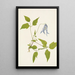 Blumen der Klematis von Columbia Clematis columbiana - Mary Vaux Walcott — gerahmtes Bild an der Wand