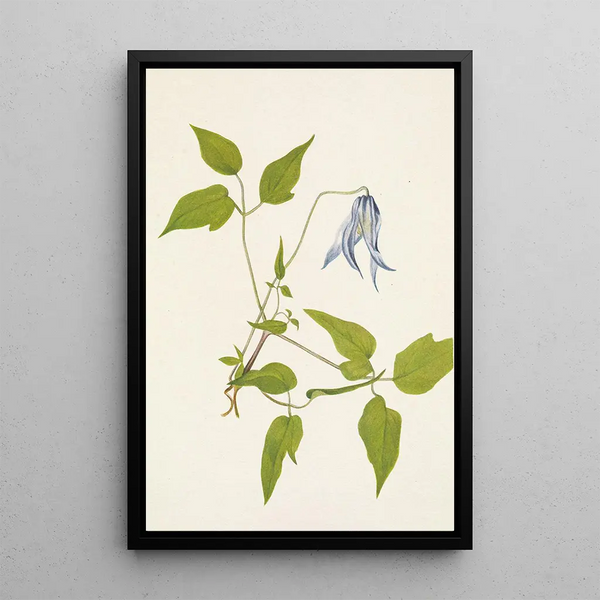 Blumen der Klematis von Columbia Clematis columbiana - Mary Vaux Walcott — gerahmtes Bild an der Wand
