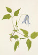 Blumen der Klematis von Columbia Clematis columbiana - Mary Vaux Walcott — Ansicht des Kunstwerks
