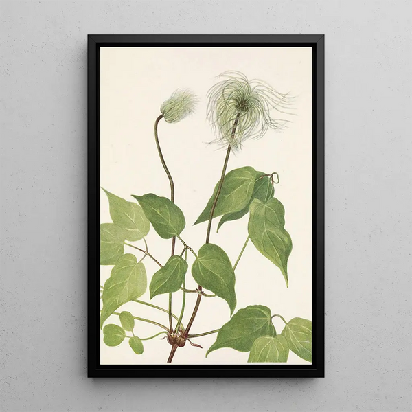 Frucht der Klematis von Columbia Clematis columbiana - Mary Vaux Walcott — gerahmtes Bild an der Wand