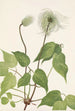 Frucht der Klematis von Columbia Clematis columbiana - Mary Vaux Walcott — Ansicht des Kunstwerks