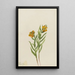 Lys de Columbia Lilium columbianum - Mary Vaux Walcott — gerahmtes Bild an der Wand