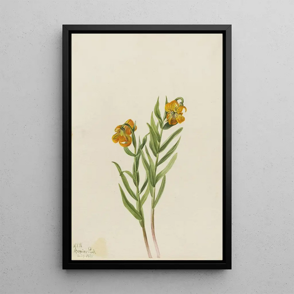 Lys de Columbia Lilium columbianum - Mary Vaux Walcott — gerahmtes Bild an der Wand