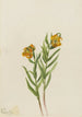 Lys de Columbia Lilium columbianum - Mary Vaux Walcott — Ansicht des Kunstwerks