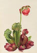 Sarracénie pourpre commune Sarracenia purpurea venosa - Mary Vaux Walcott — Ansicht des Kunstwerks