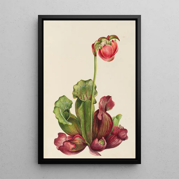 Sarracénie pourpre commune Sarracenia purpurea venosa - Mary Vaux Walcott — gerahmtes Bild an der Wand