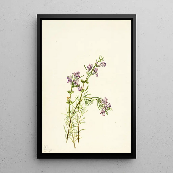 Conradina verticillata - Mary Vaux Walcott — gerahmtes Bild an der Wand