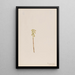 Corallorhiza corallorhiza - Mary Vaux Walcott — gerahmtes Bild an der Wand