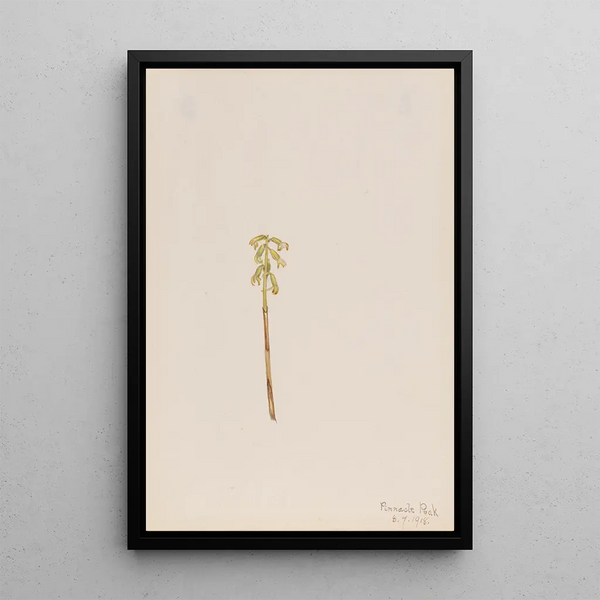 Corallorhiza corallorhiza - Mary Vaux Walcott — gerahmtes Bild an der Wand