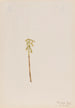 Corallorhiza corallorhiza - Mary Vaux Walcott — Ansicht des Kunstwerks