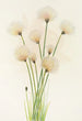 Linaigrette Eriophorum chamissonis - Mary Vaux Walcott — Ansicht des Kunstwerks