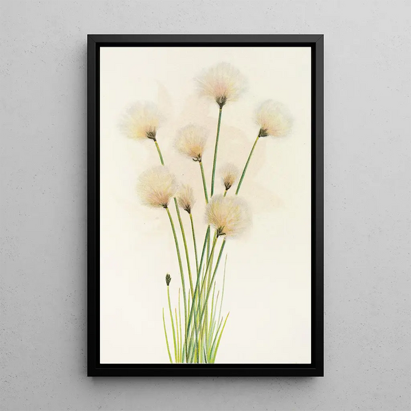 Linaigrette Eriophorum chamissonis - Mary Vaux Walcott — gerahmtes Bild an der Wand