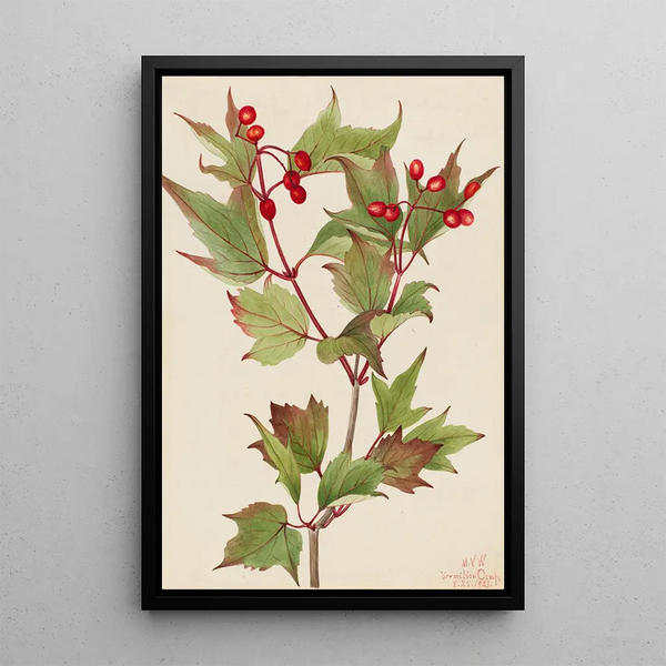 Viorne Cranberry Viburnum pauciflorum - Mary Vaux Walcott — gerahmtes Bild an der Wand