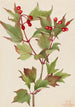 Viorne Cranberry Viburnum pauciflorum - Mary Vaux Walcott — Ansicht des Kunstwerks