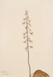 Orchis Tipularia uniflora - Mary Vaux Walcott — Ansicht des Kunstwerks
