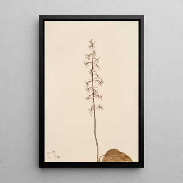 Orchis Tipularia uniflora - Mary Vaux Walcott — gerahmtes Bild an der Wand