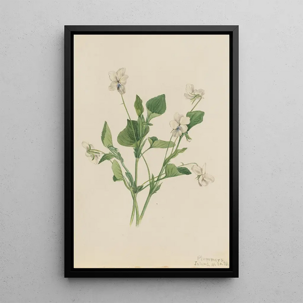 Violette crème Viola striata - Mary Vaux Walcott — gerahmtes Bild an der Wand