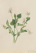 Violette crème Viola striata - Mary Vaux Walcott — Ansicht des Kunstwerks