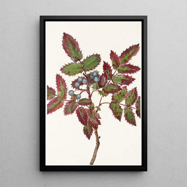 Berberis rampant Berberis repens - Mary Vaux Walcott — gerahmtes Bild an der Wand